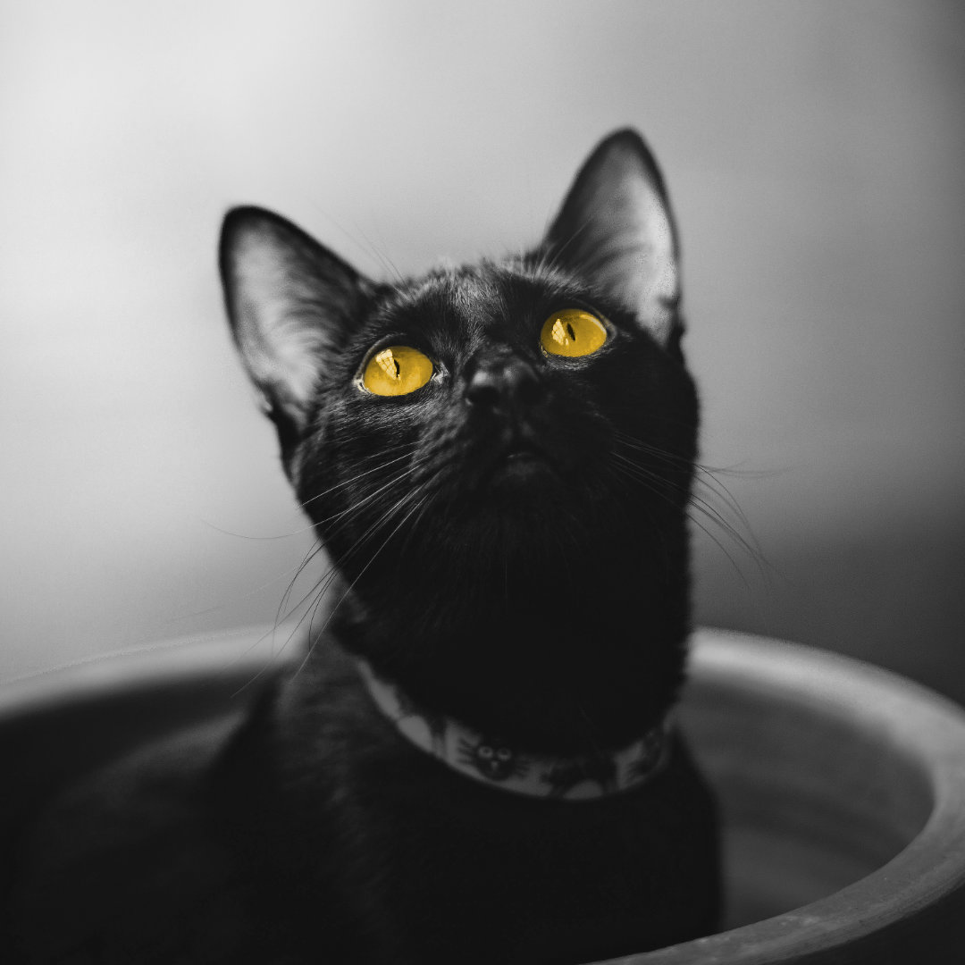 fotografia di un gatto in bianco e nero